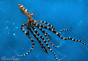 Swimming Wonderpus/Photographed with a Canon 60 mm macro ... by Laurie Slawson 